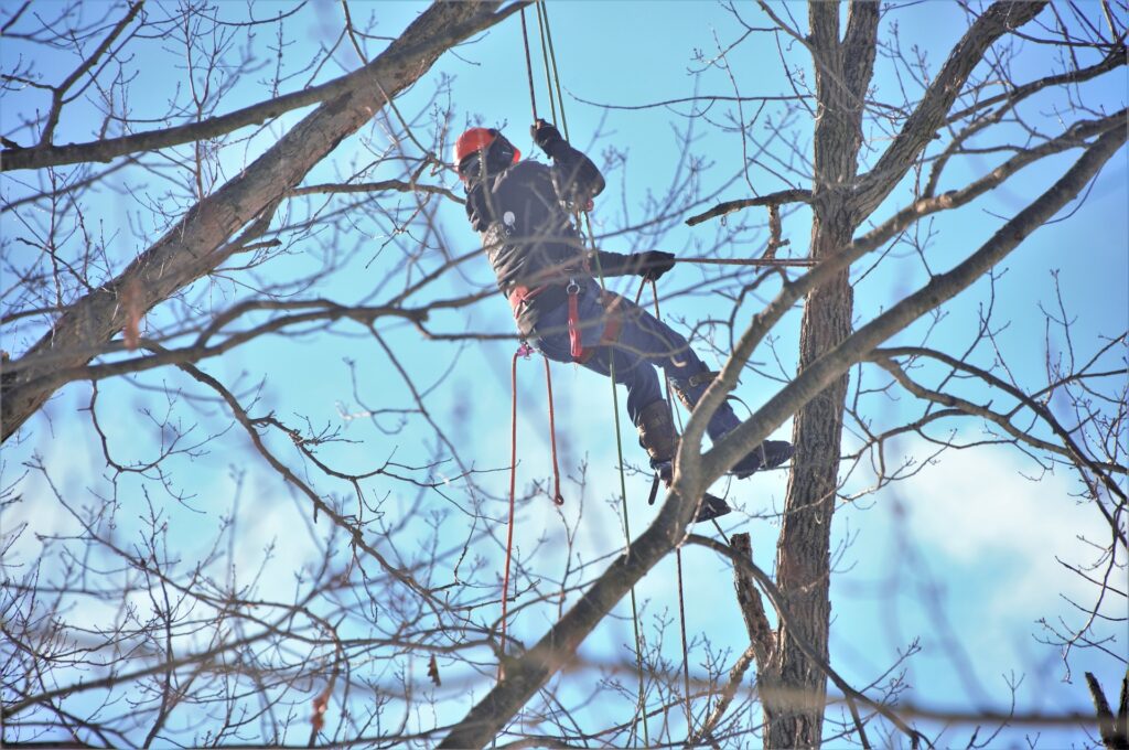 Tree Cutting